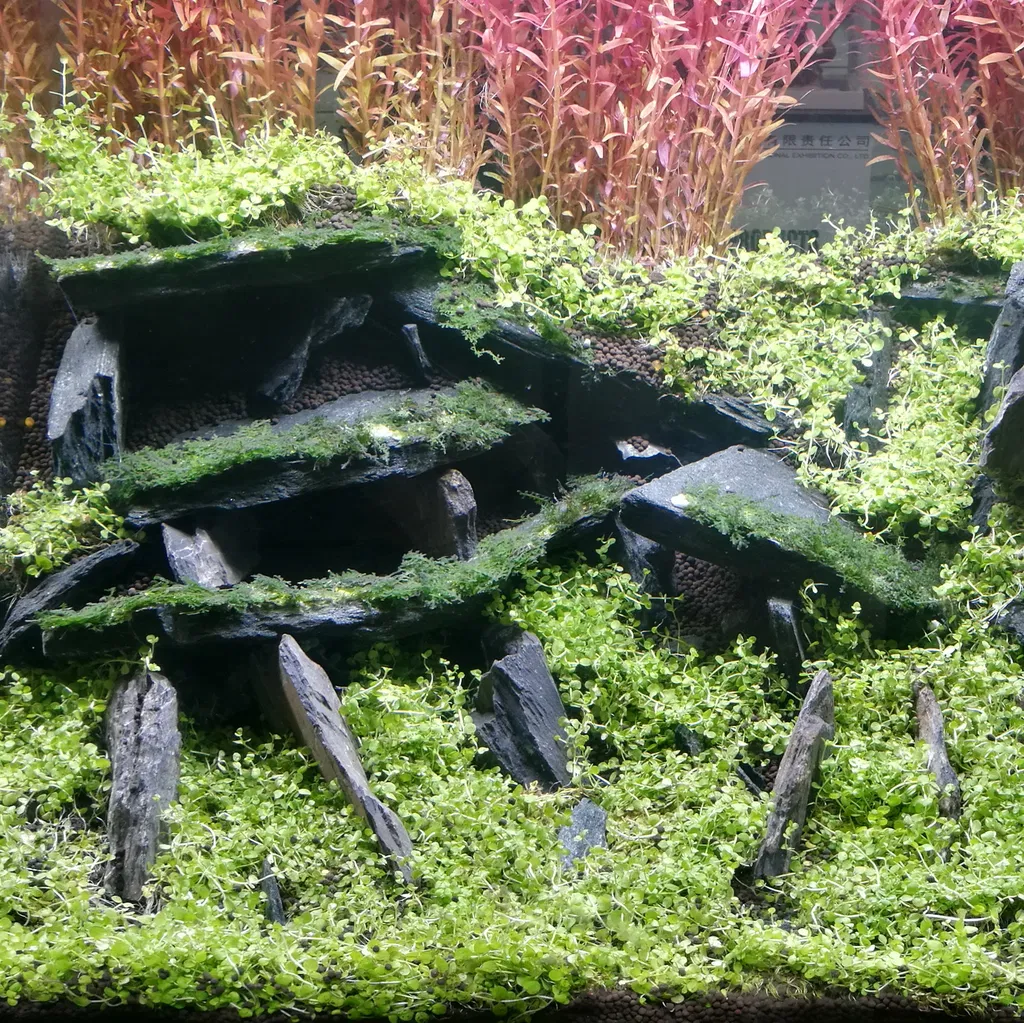 Black Slate Rock - Skifersten til Akvarie & Terrarie pr kg